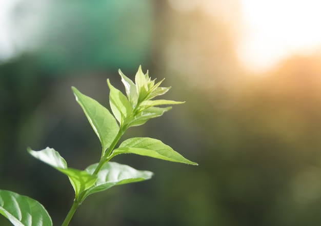 Young tree leaf on blurred background in the summer garden