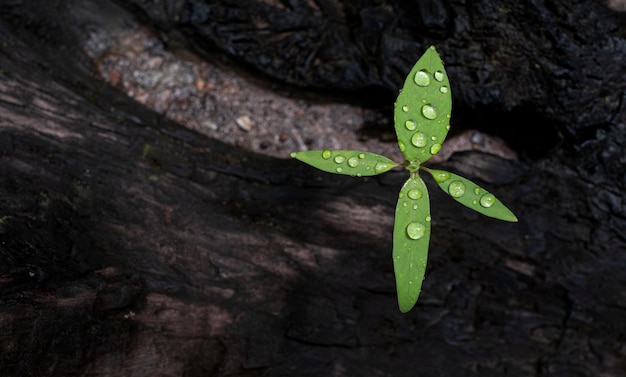 Young tree plant growing through the cracked old wood