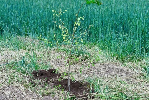 Young tree planted near a beautiful field with wheat in the background