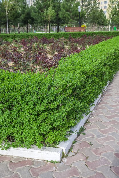 Young trimmed ligustrum bushes in the park in spring