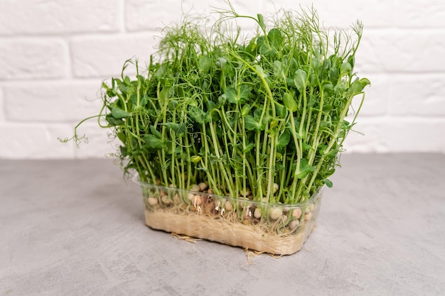 Young vegetable pea sprouts micro greens eating right