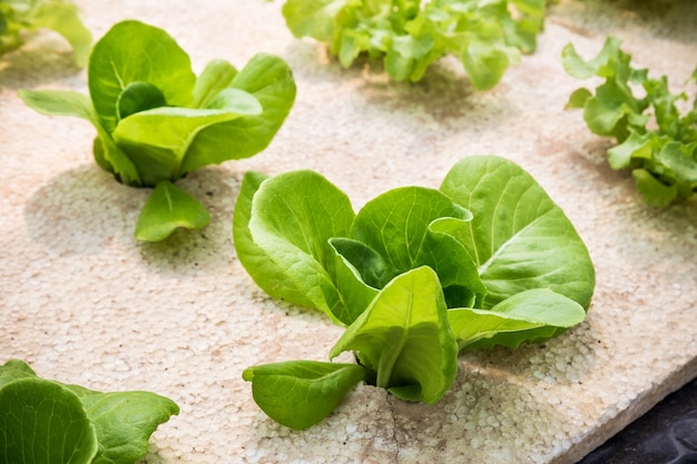 Young vegetables growing on water tray in hydroponics system