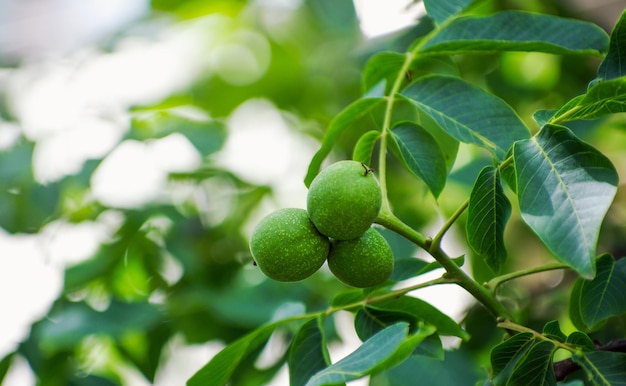 Young walnuts on the tree at sunset