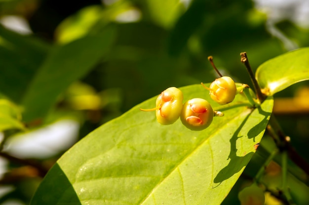 Young water apples fruits Syzygium aqueum on its tree known as rose apples or watery rose apples