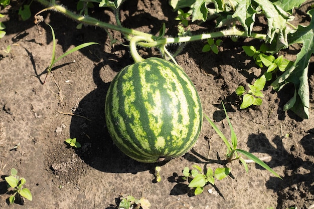 young watermelon in the garden on the ground