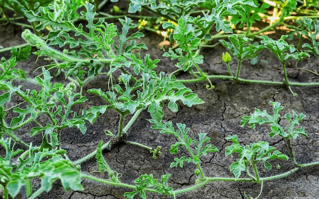 young watermelons grow in the garden at the watermelon farm watermelon cultivation and gardening