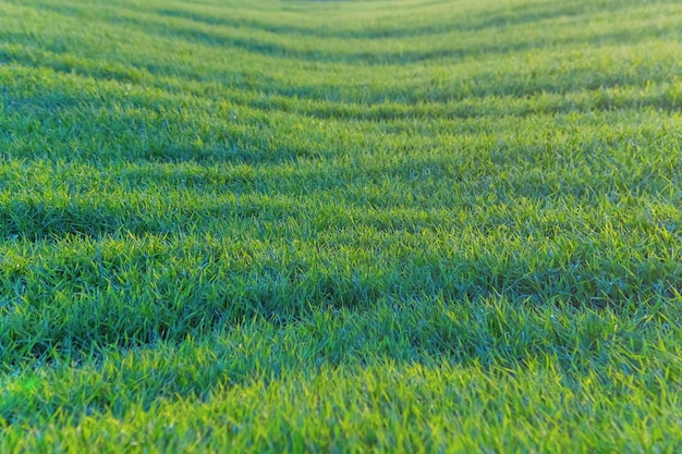 Young Wheat, Green Wheat Seedlings growing in a field 