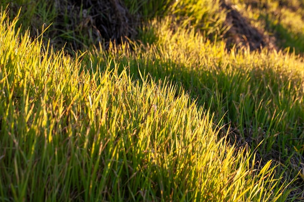 Young wheat growing on the territory of an agricultural field