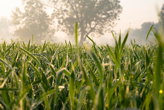 Young wheat plants grow on the soil. Amazingly beautiful endless fields of the green wheat plant.