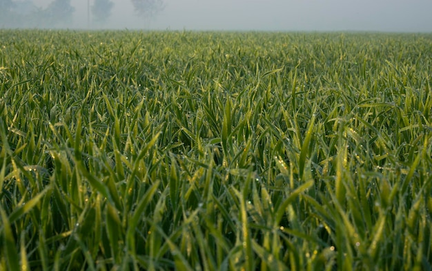 Young wheat plants grow on the soil. Amazingly beautiful endless fields of the green wheat plant.