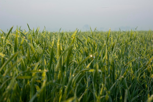 Young wheat plants grow on the soil. Amazingly beautiful endless fields of the green wheat plant.