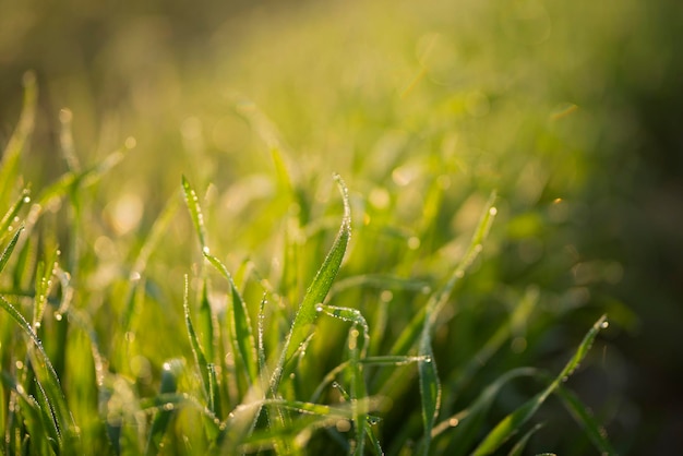 Young wheat plants grow on the soil. Amazingly beautiful endless fields of the green wheat plant.