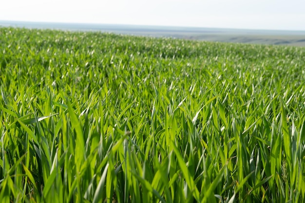 Young wheat plants growing on the soil Amazingly beautiful endless fields of green wheat grass go far to the horizon