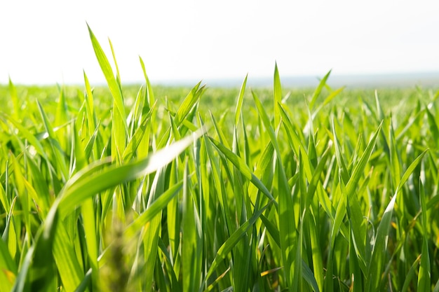 Young wheat plants growing on the soil Amazingly beautiful endless fields of green wheat grass go far to the horizon