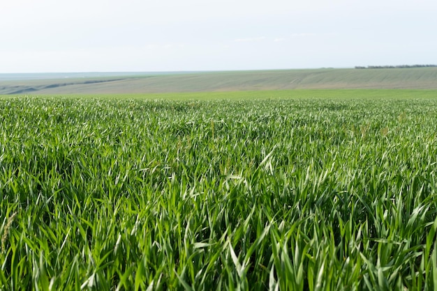 Young wheat plants growing on the soil Amazingly beautiful endless fields of green wheat grass