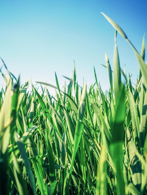 Young Wheat Seedlings Growing in a Field Close up