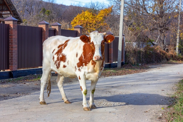 a young white and brown cow stands on a rural street