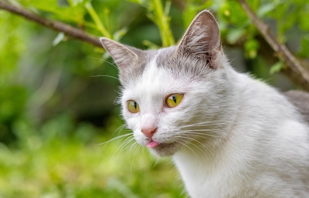 Young white cat close up in the spring garden