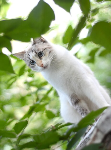 Young white cat sitting on a tree in the garden