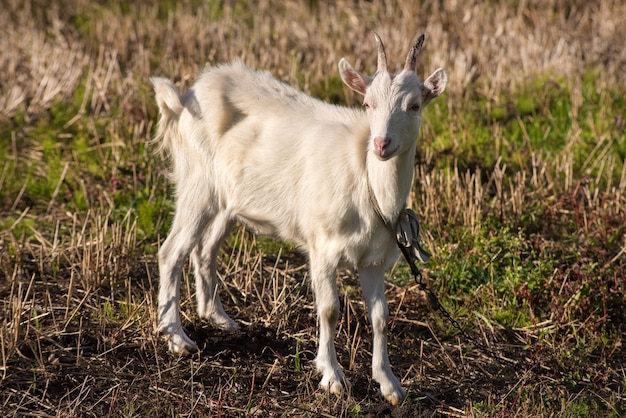 Young white goat is grazed on a meadow