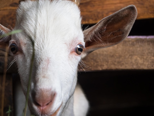 A young white goat in a pen eats hay