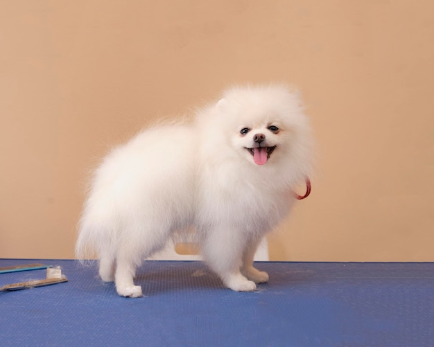 Young white Spitz on the table side view