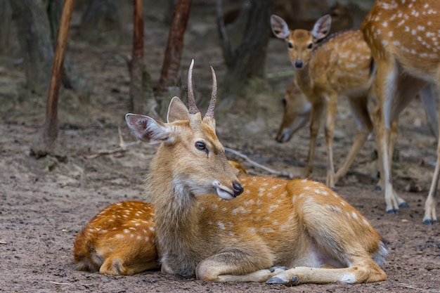 Young Whitetail Deer male and female sitting together in the public park