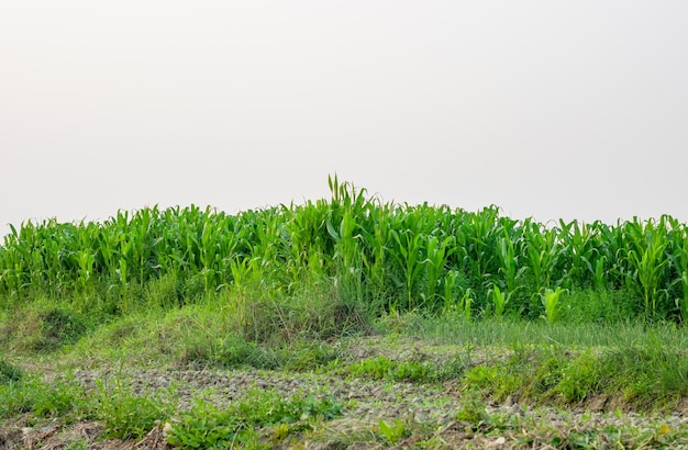 Young wild corn grass field under the foggy sky before the evening