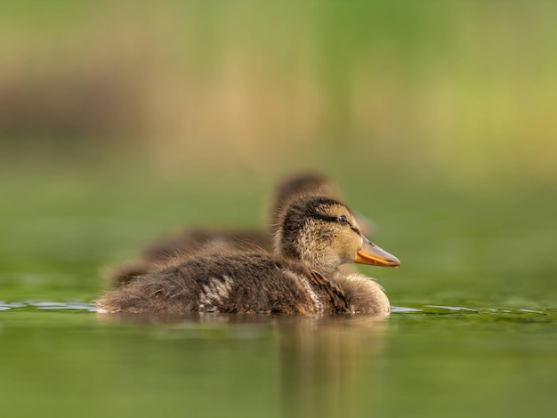 Photo young wild duck swims on the water