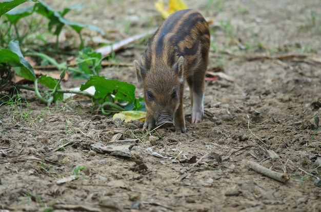 Young Wild Pig or Young wild board piglet