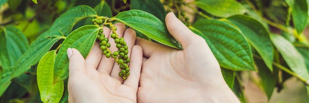 Young woman on a black pepper farm in Vietnam, Phu Quoc BANNER, long format