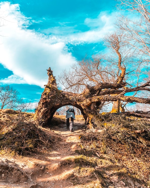 A young woman crouching through a tunnel of a tree on the path of Mount Adarra in Guipuzcoa