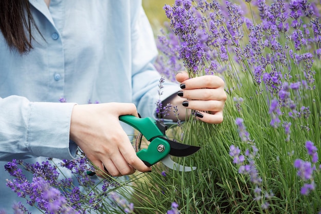 Young woman cutting bunches of lavender