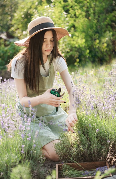 Young woman cutting bunches of lavender