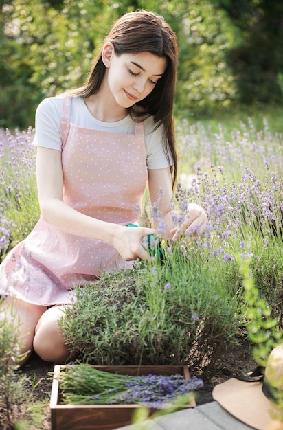 Young woman cutting bunches of lavender