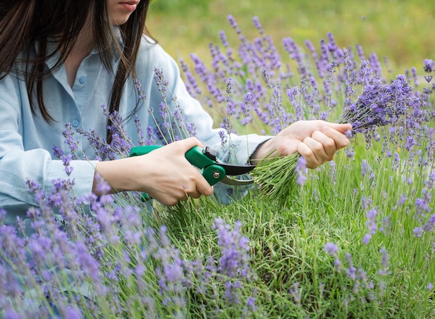 Young woman cutting bunches of lavender