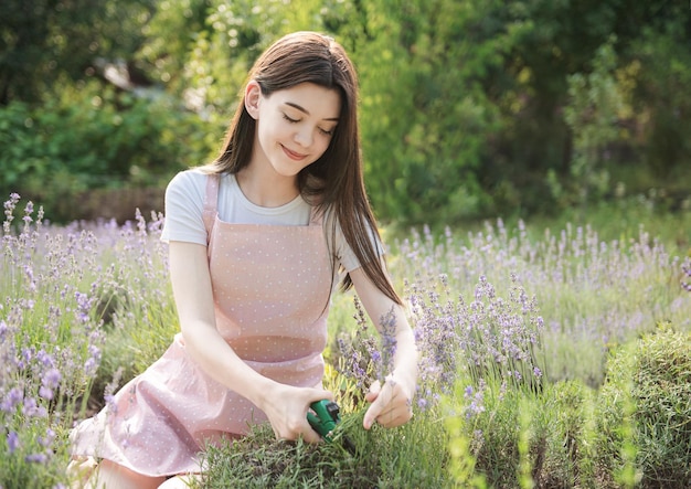 Young woman cutting bunches of lavender