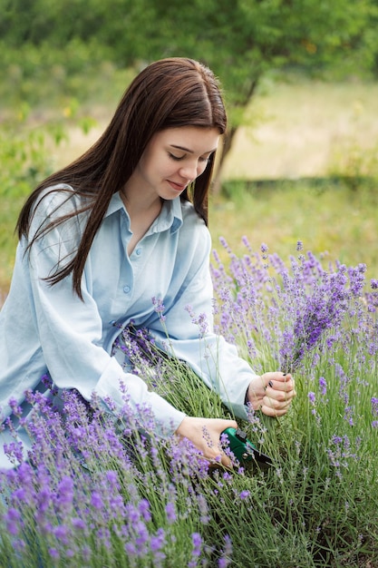 Young woman cutting bunches of lavender