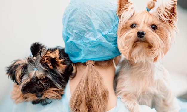 young woman doctor veterinarian with two dogs yorkshire terriers love for pets