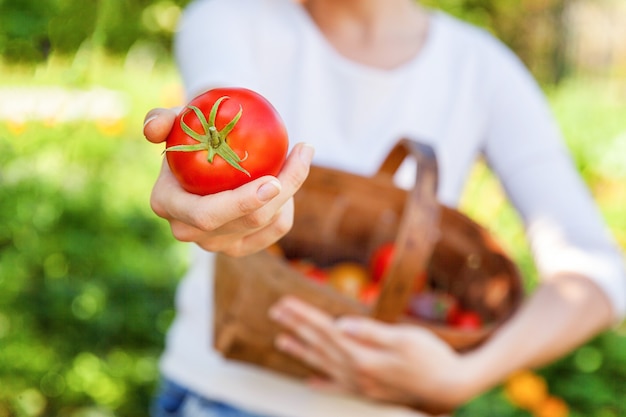 Young woman farm worker hands holding basket picking fresh ripe organic tomatoes in garden