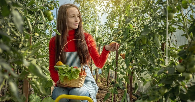 Young woman farmer agronomist collects fresh vegetables tomatoes in a greenhouse Organic raw products grown on a farm