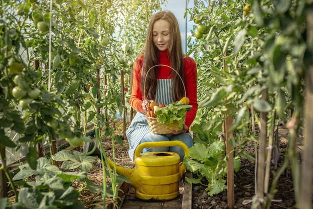 Young woman farmer agronomist collects fresh vegetables tomatoes in a greenhouse Organic raw products grown on a farm