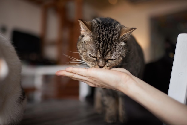 Young woman feeds her lovely cat from hands Charming family pets and people's tendance them