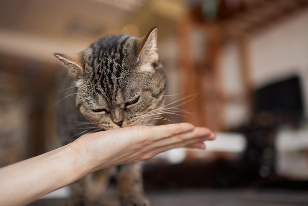 Young woman feeds her lovely cat from hands Charming family pets and people's tendance them