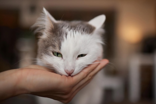 Young woman feeds her lovely cat from hands Charming family pets and people's tendance them