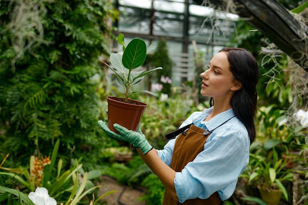 Young woman gardener holding pot and looking at green ficus flower