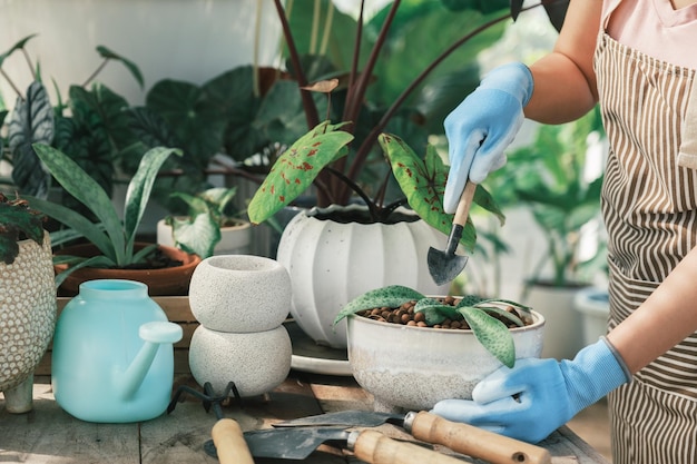 Young woman gardeners transplanting plant in ceramic pots