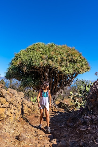 A young woman in a giant dragon tree on the Las Tricias trail. Garafia town in the north of the island of La Palma, Canary Islands