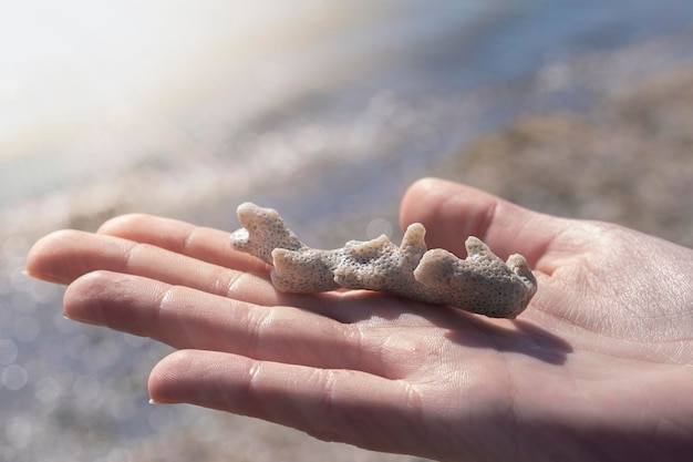 Young woman hand holding coral white rock fossil red sea beach sun lights climate change pollution