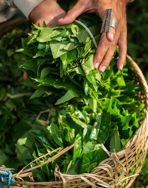 Young woman hand holding green tea leaf